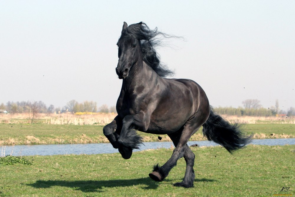 Лошадь фриз Фридрих Великий