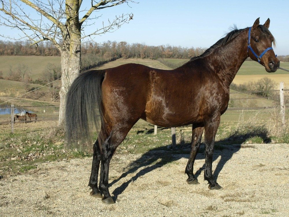 Карабаир порода лошадей