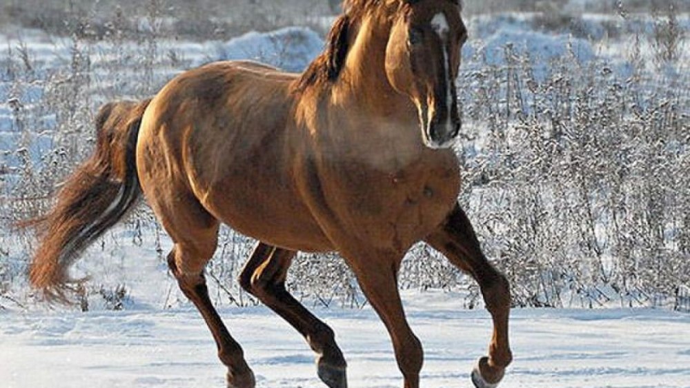 Кустанайская порода лошадей фото
