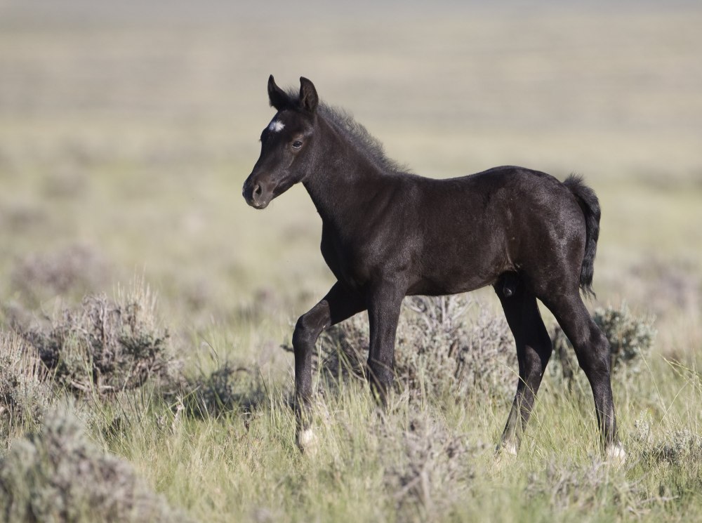Лошадь породы Мустанг черный
