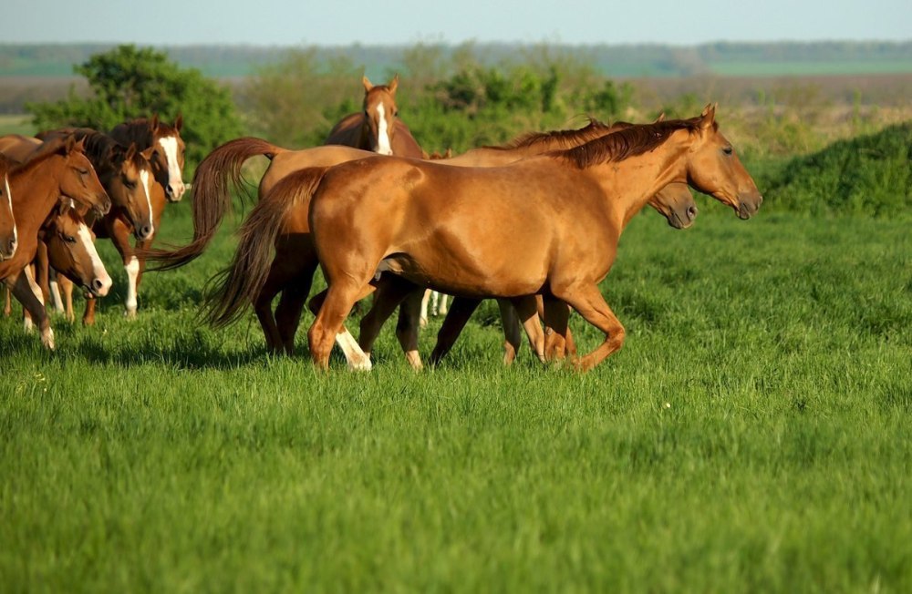 Дончаки табун в степи