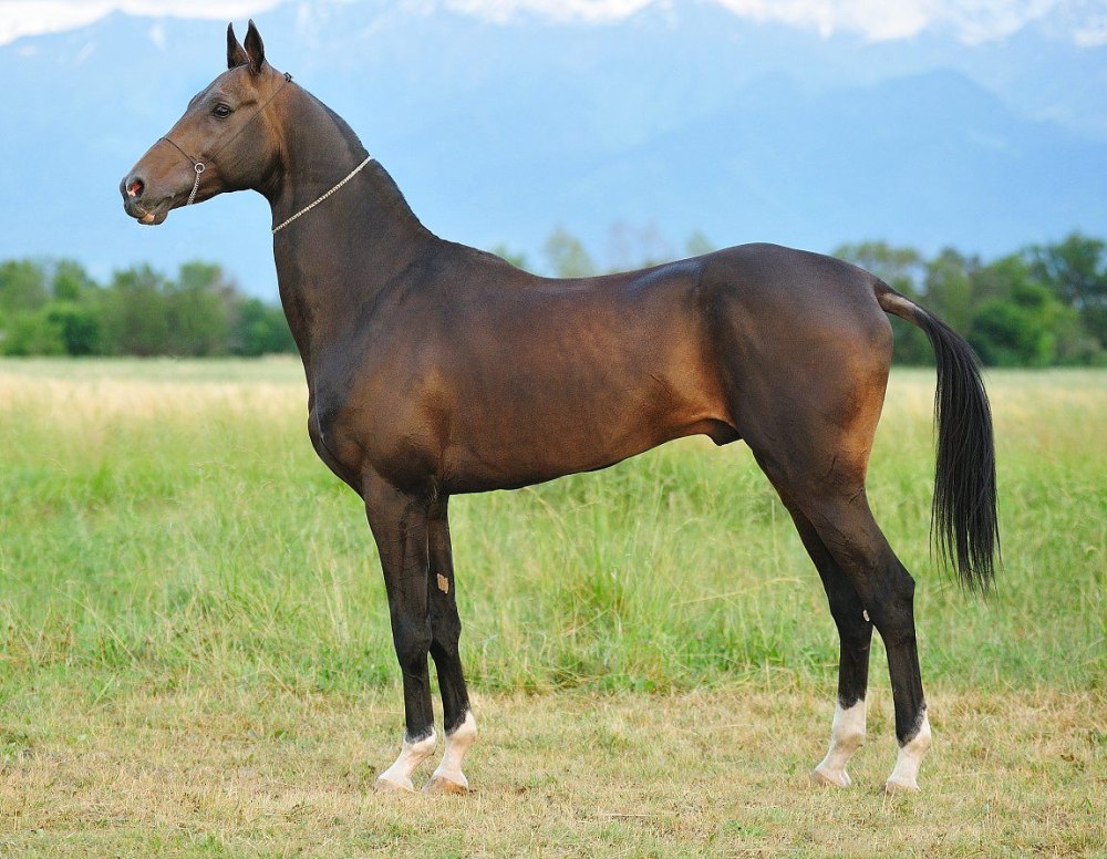 Конный завод Дакор