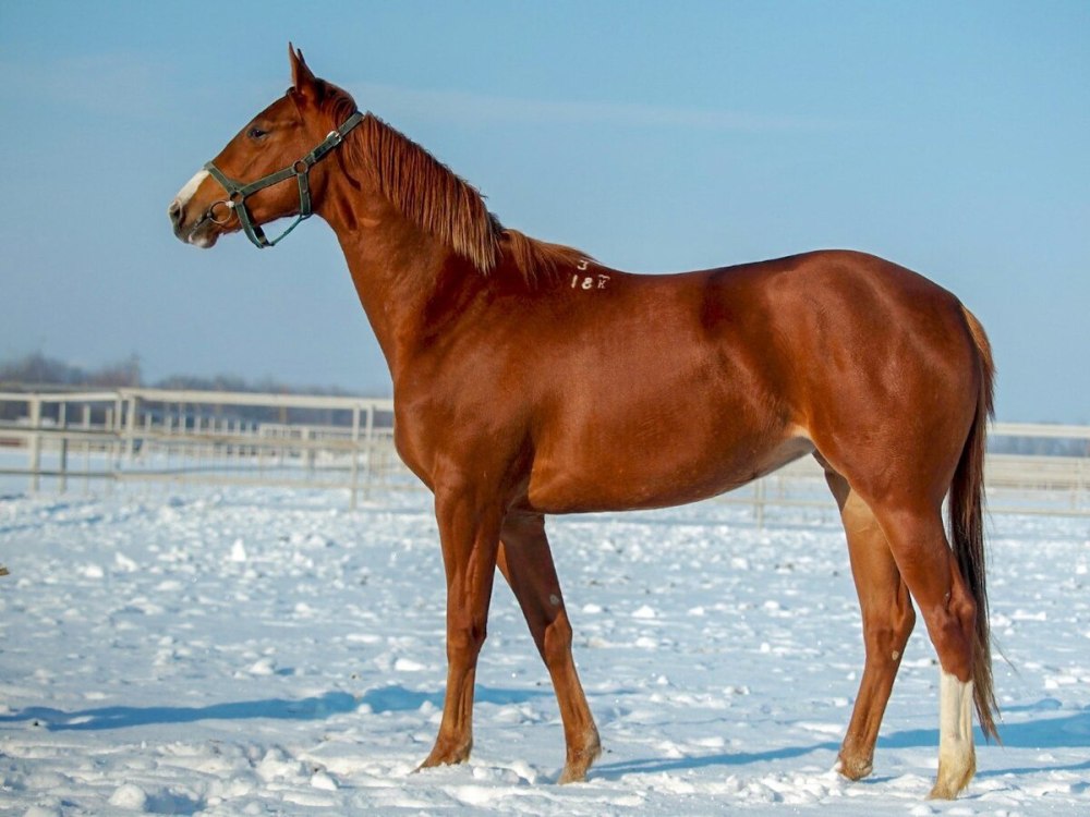 Буденновская высококровная лошадь