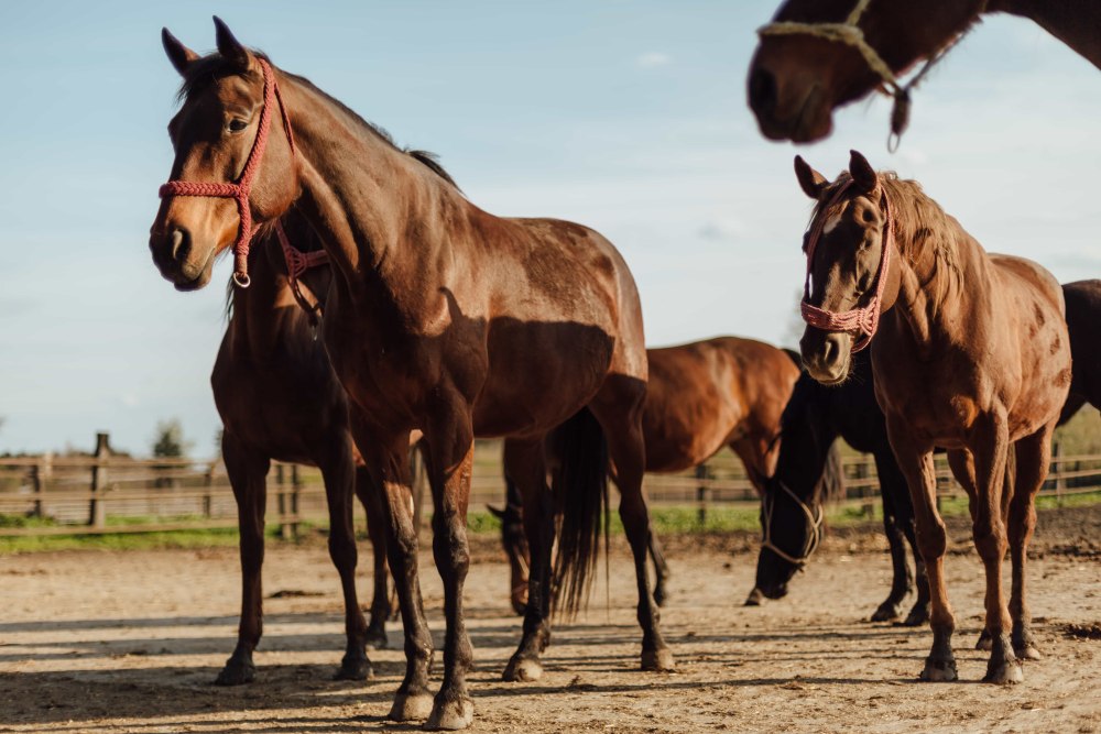Тыгдынский конь