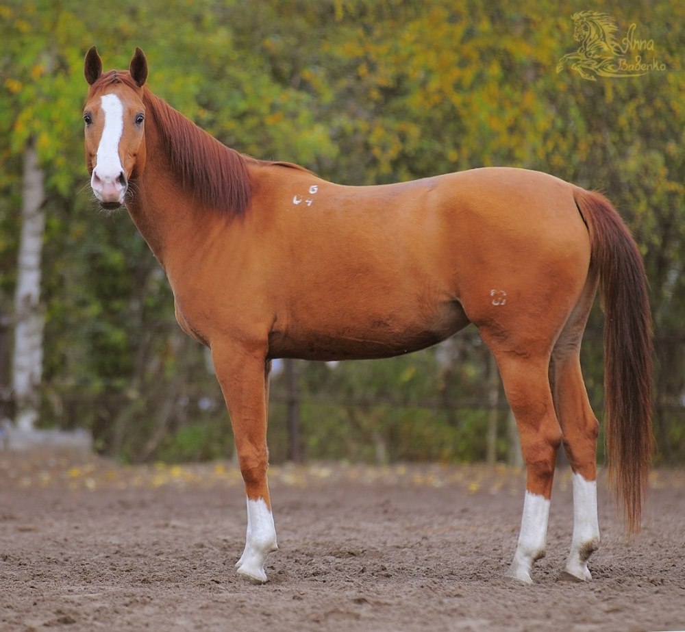 Буденновская порода лошадей