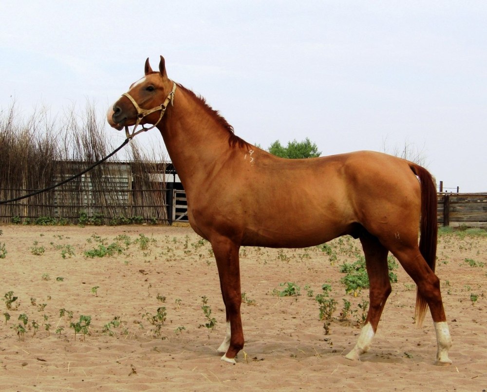 Конезавод Донской породы