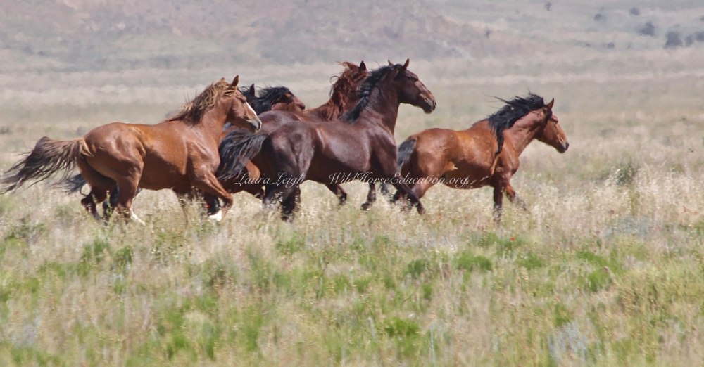 Мустанги спариваются на фоне гор