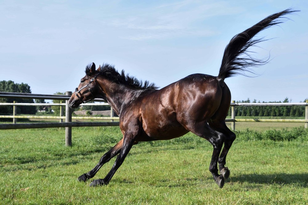 Хвост лошади