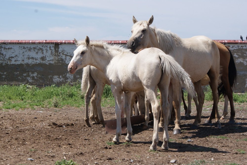 Лошади казахской породы Джабе табуны