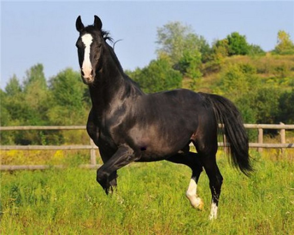 Карабаир порода лошадей