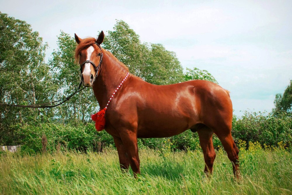 Поселок конезавод Самарская область