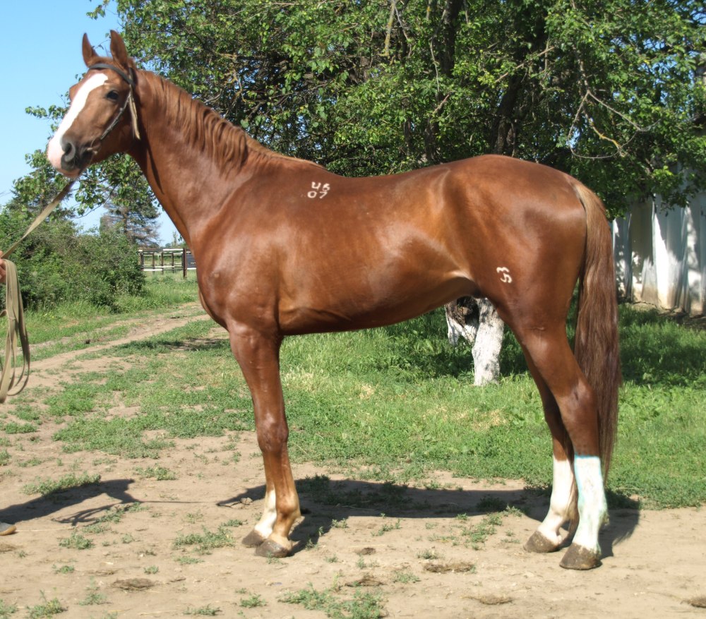 Порода лошади Буденовец