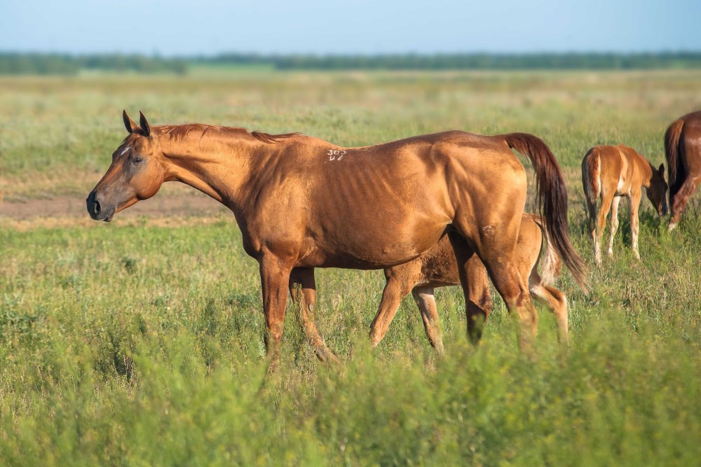 Степная казахская порода лошадей