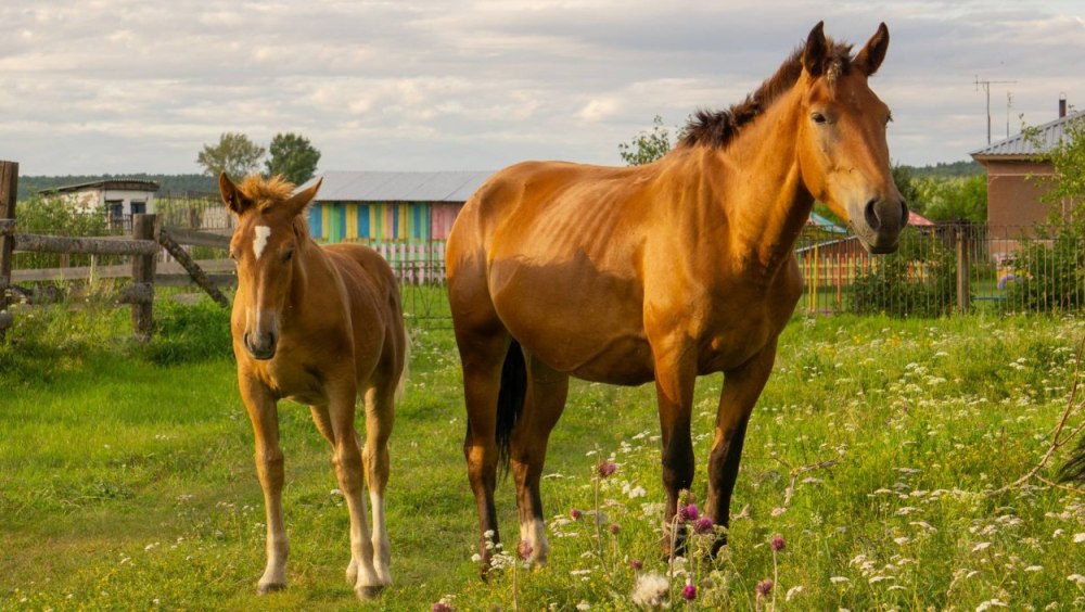 Домашние животные лошадь