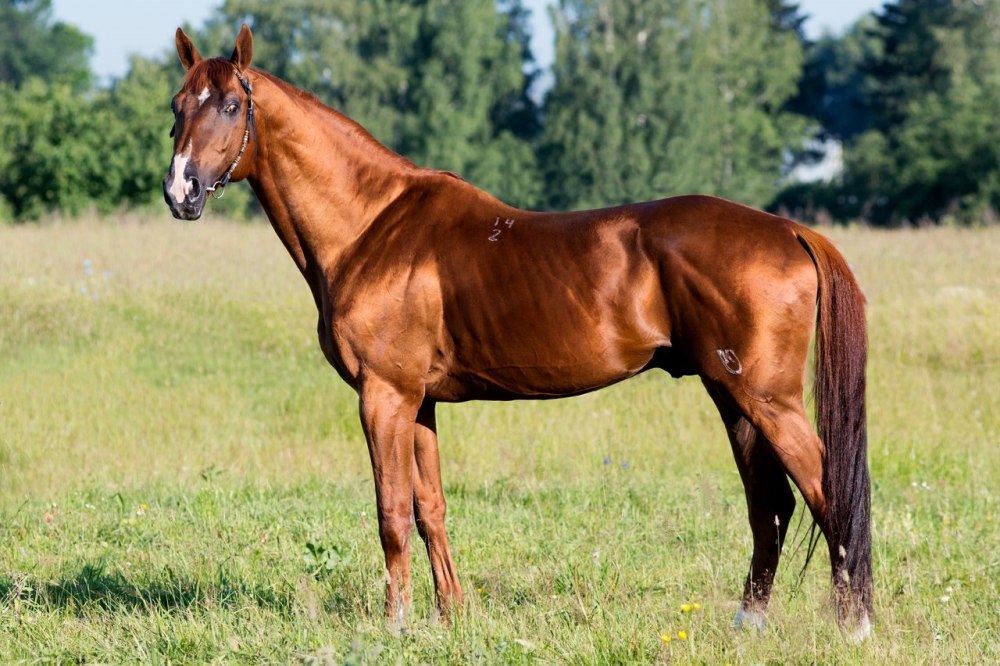 Буденновская порода лошадей