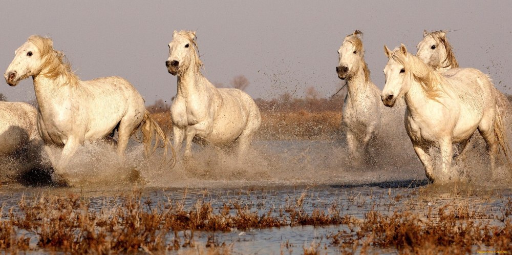 Белые Дикие кони