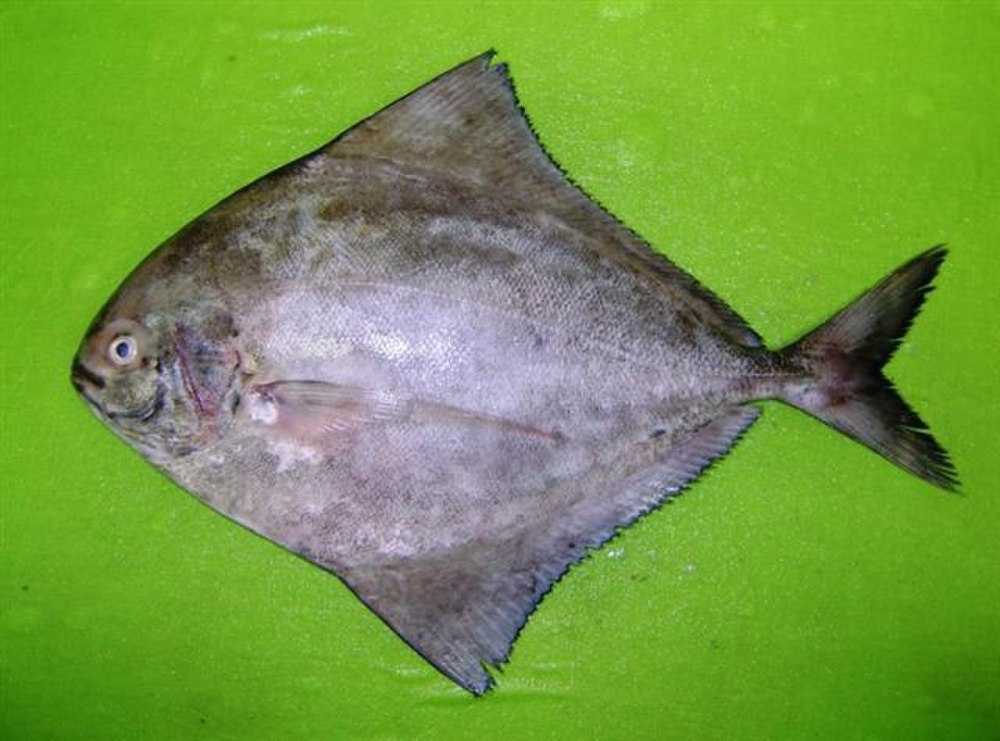 Pomfret город