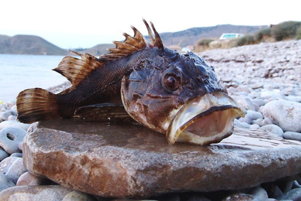 Морской Ерш скорпена