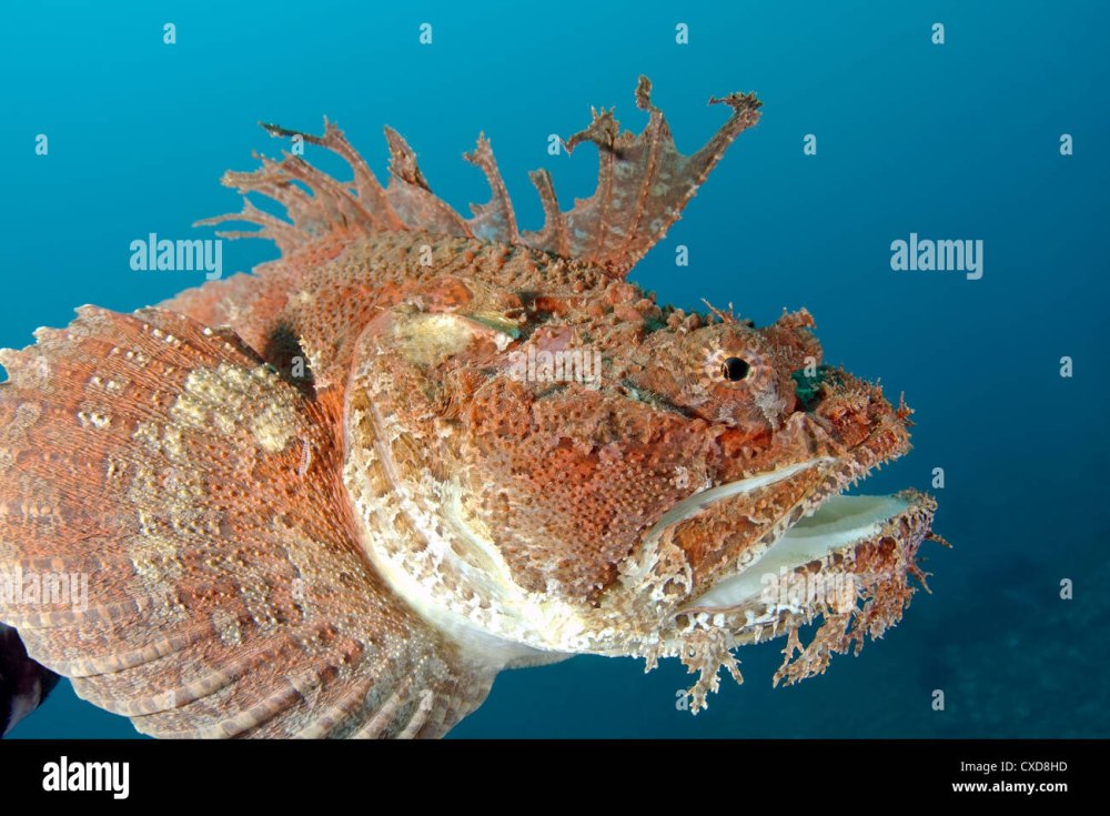 Hemitripterus villosus