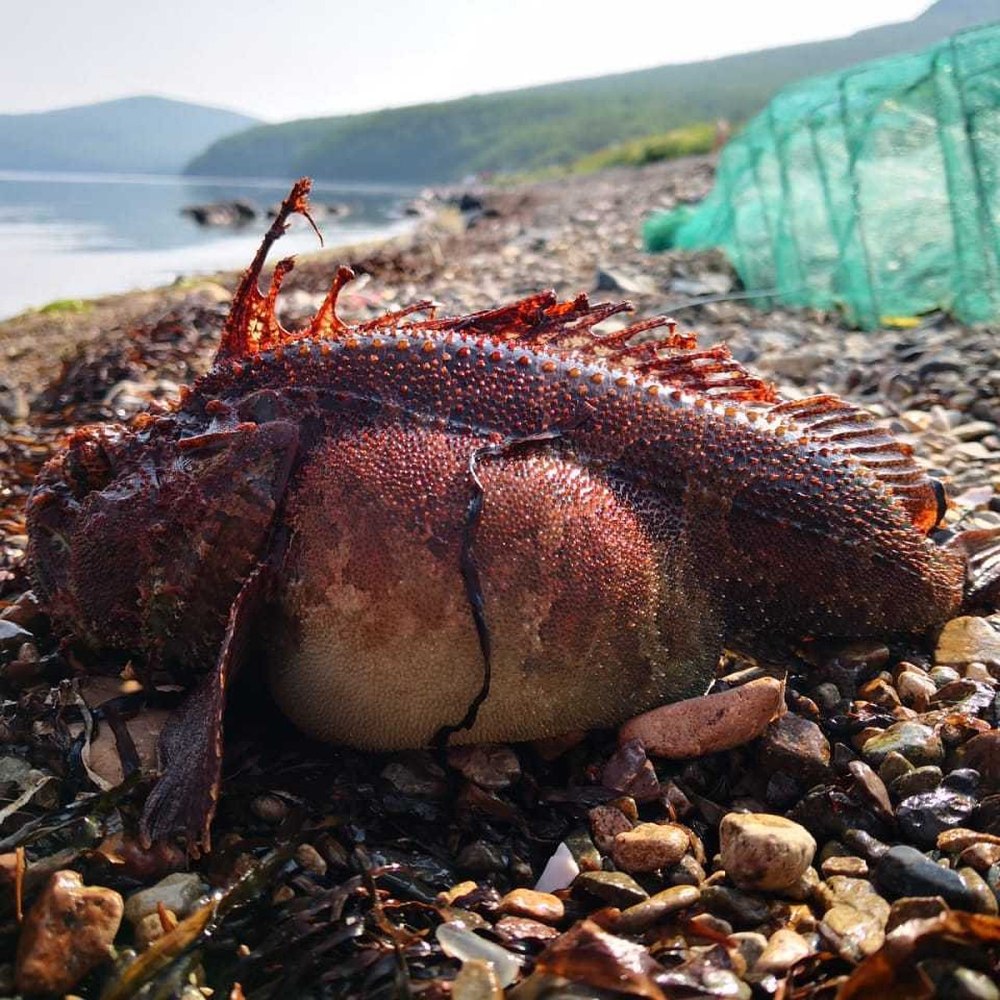Морские рыбы Приморья