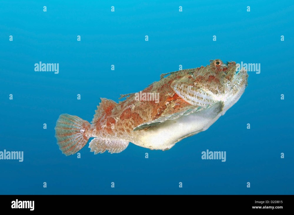 Hemitripterus villosus