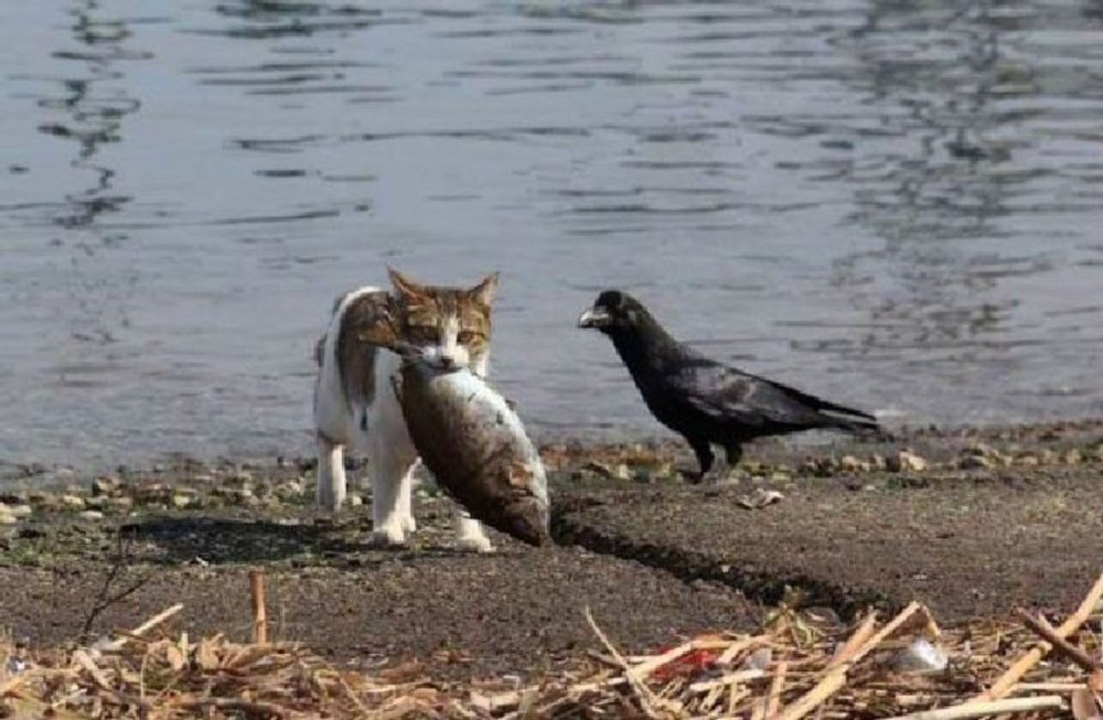 Кошка охотится на рыбу