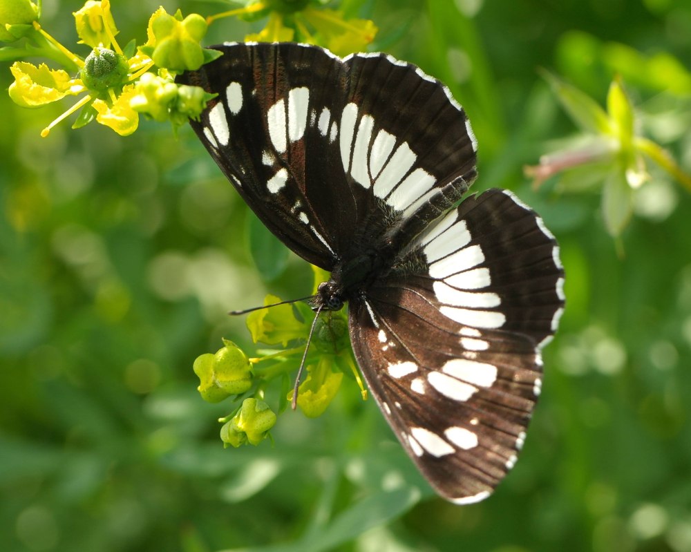 Пеструшка таволговая Neptis rivularis
