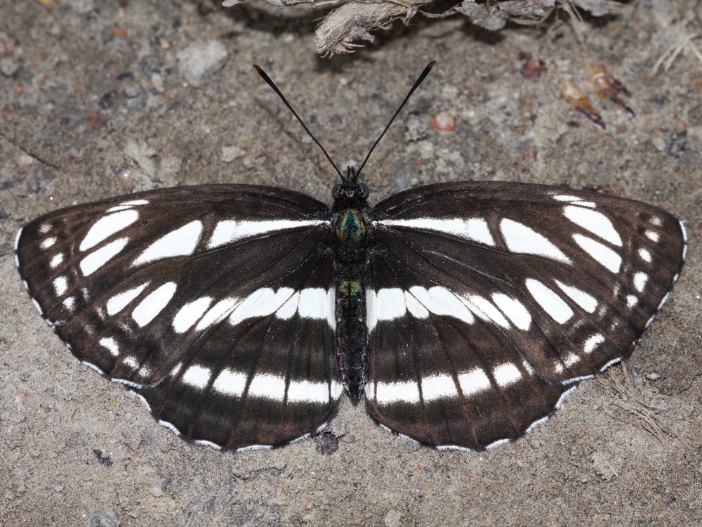 Neptis rivularis