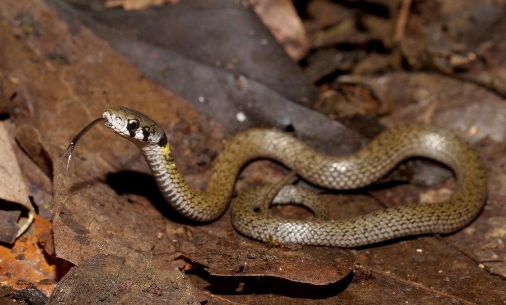 Rhabdophis nuchalis