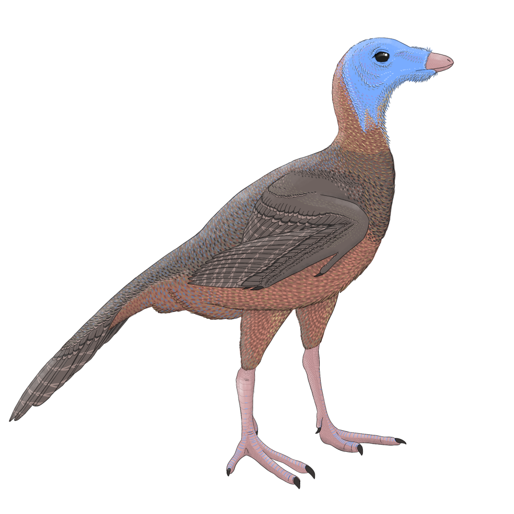 Protarchaeopteryx
