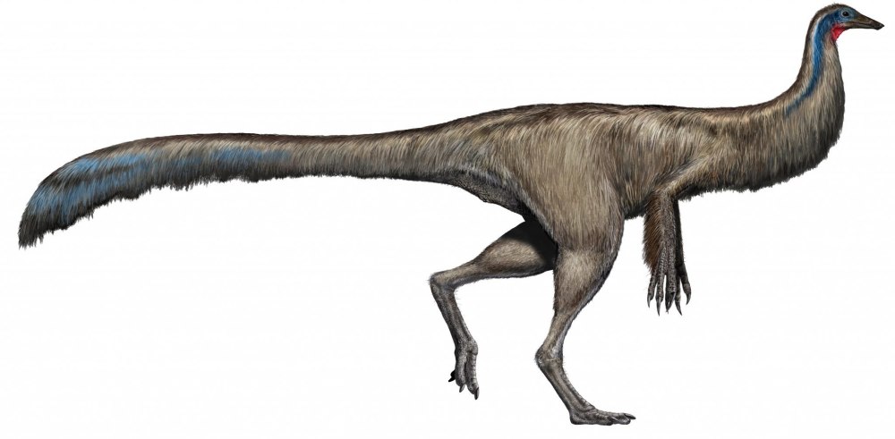 Machimosaurus скелет