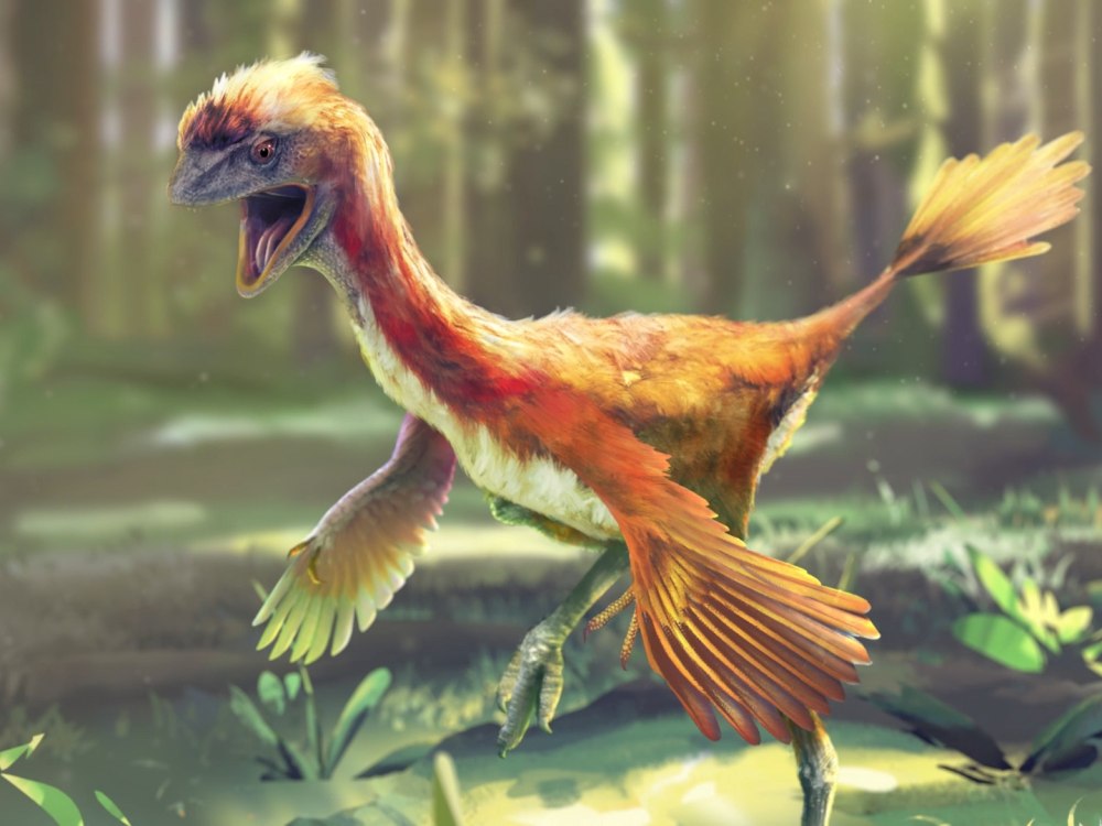 Динозавра Caudipteryx