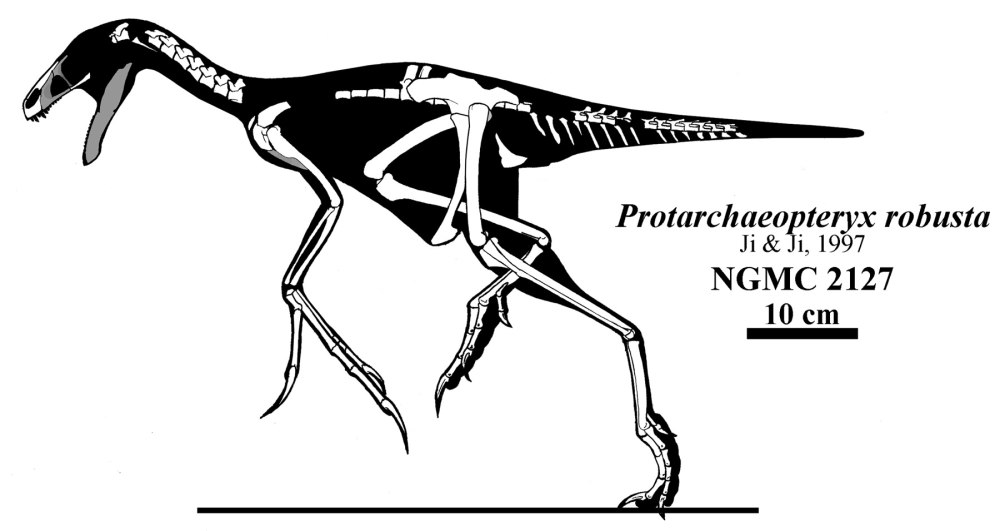 Инфраотряд овирапторозавры Oviraptorosauria род протархеоптерикс Protarchaeopteryx