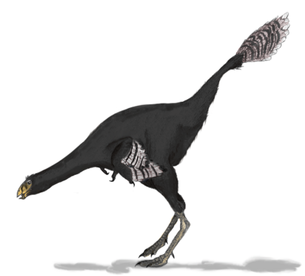 Caudipteryx Zoui