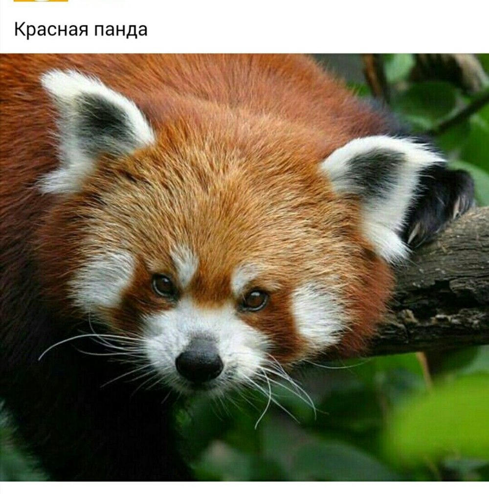 Отряд пандовые