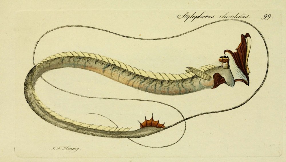 Stylephorus chordatus
