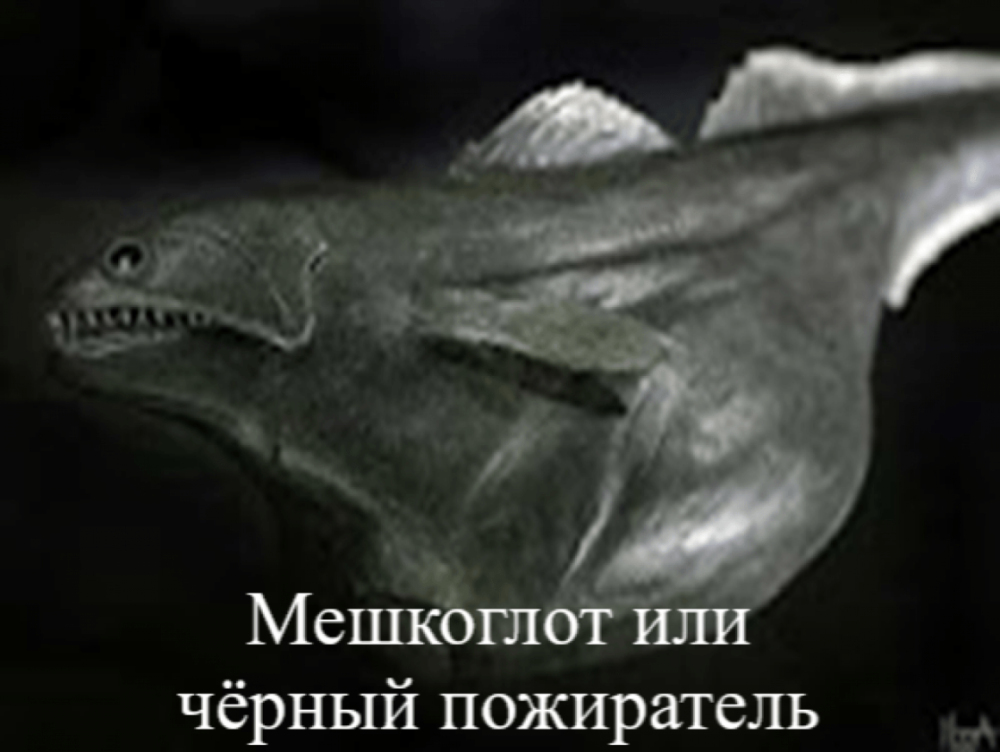 Рыба Мешкоглот