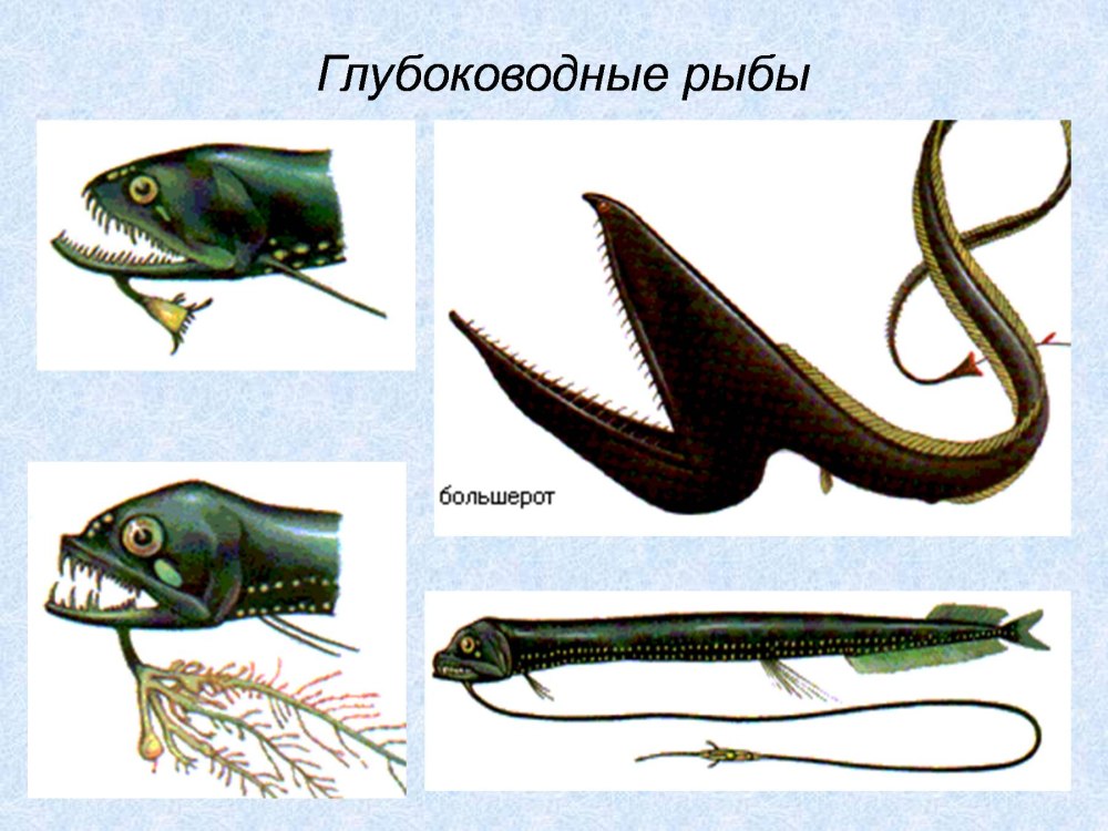 Угорь мешкорот