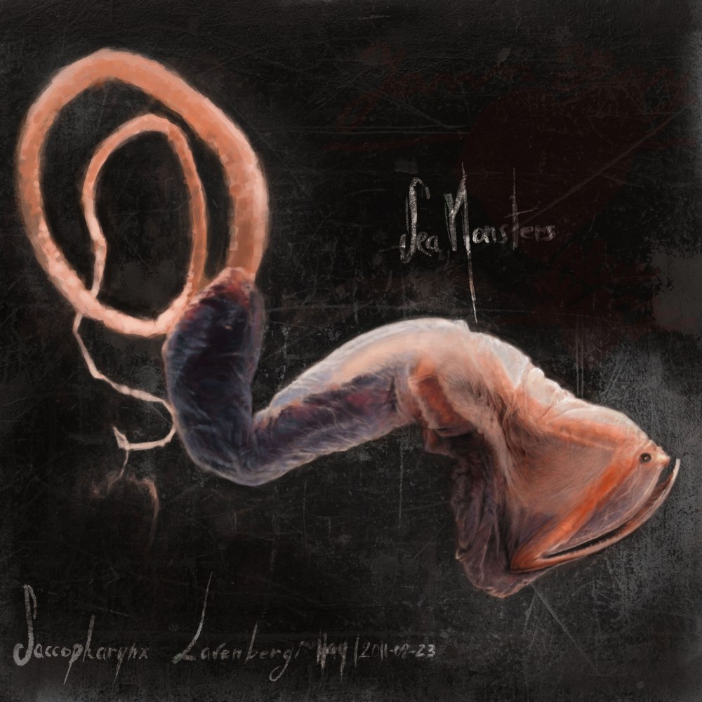 Gulper eel и человек