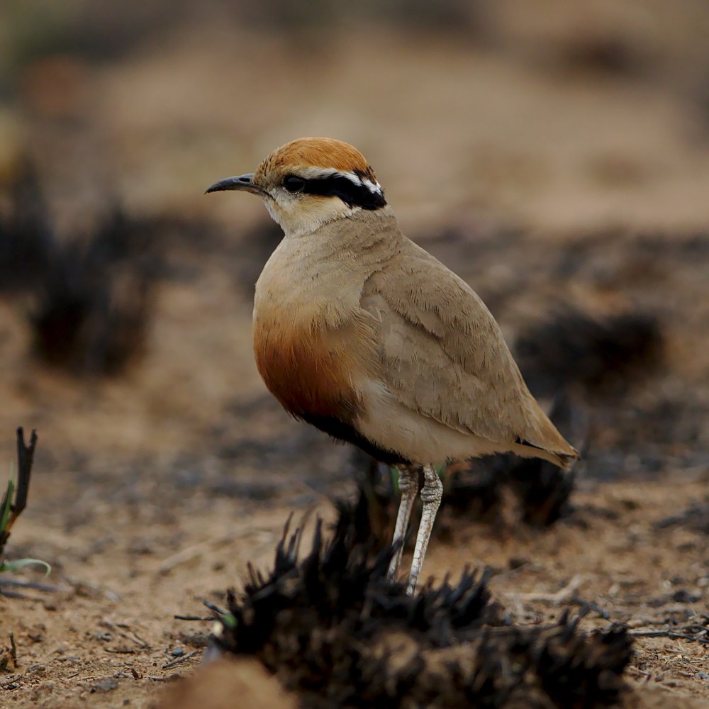 Cursorius SOMALENSIS