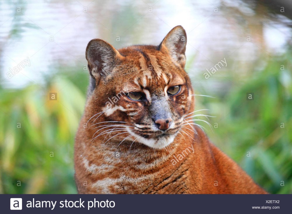 Кошка Темминка мраморная кошка