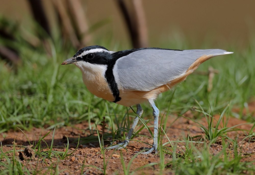 Pluvianus aegyptius