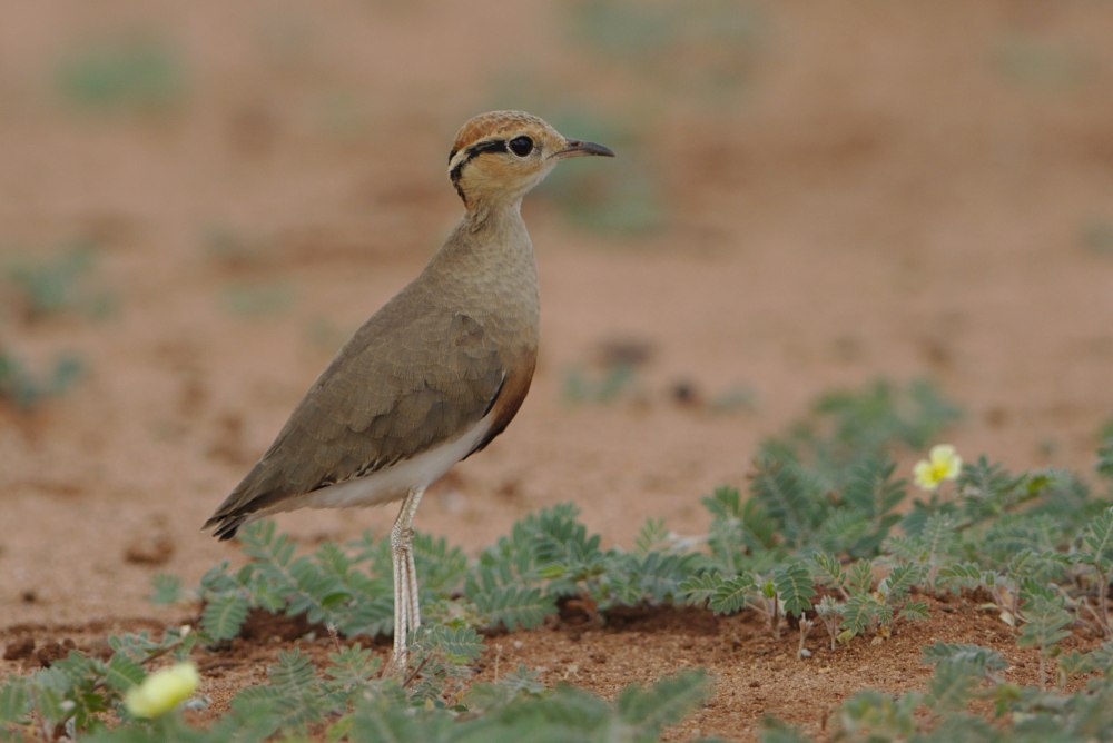 Cursorius Rufus