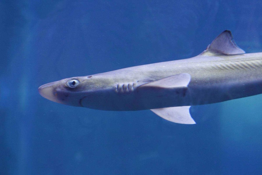 Катран акула черного моря