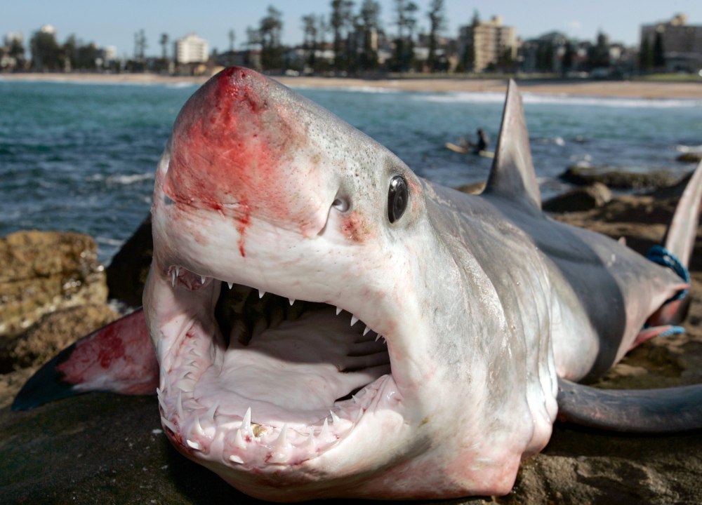 Акула людоед Средиземного моря