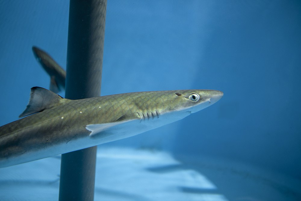 Катран акула