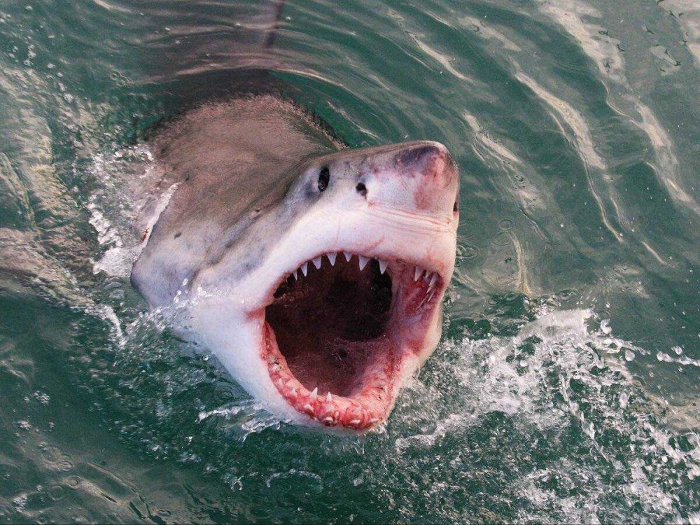 Great White Shark , Carcharodon carcharias,