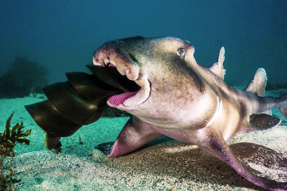 Акула порт Джексон