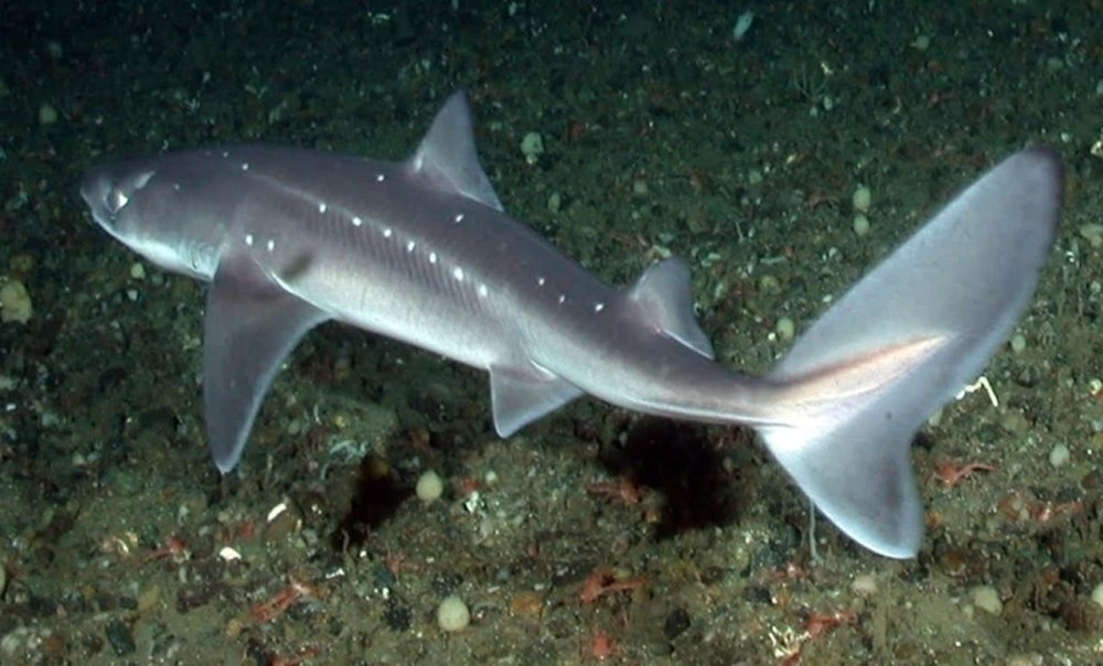 Катран акула черного моря