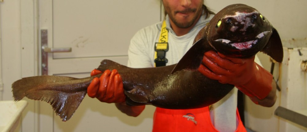 Португальская акула собака